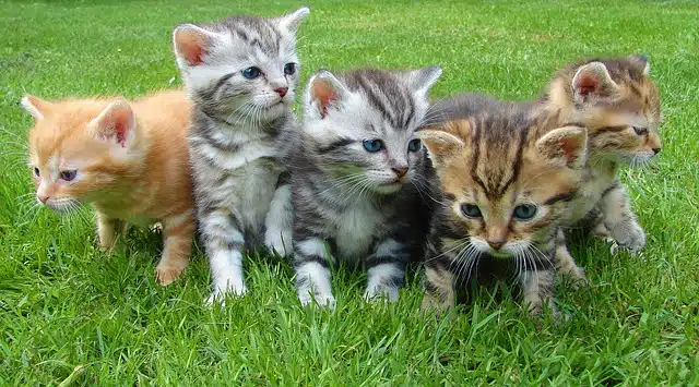 Chatons