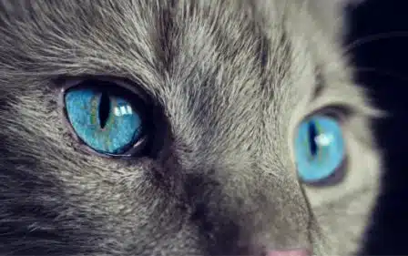 Chat yeux