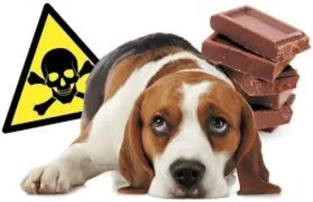 Chocolat : attention danger !