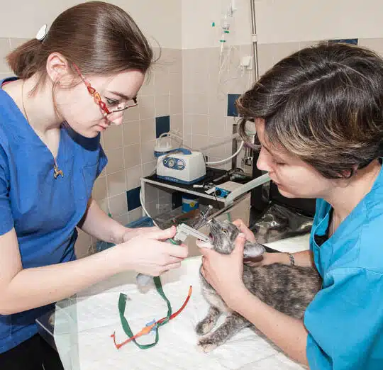 Intubation d'un chat