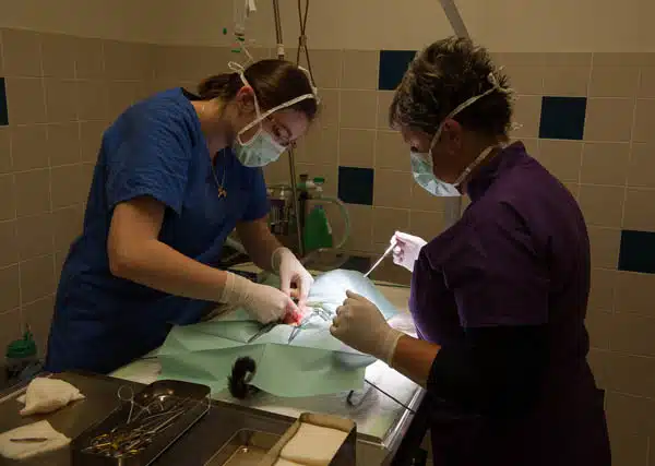 chirurgie