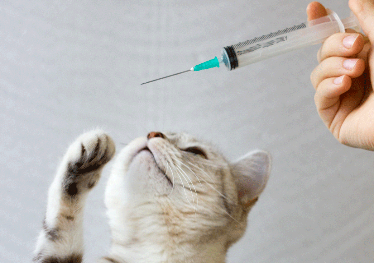 Vaccin-chat.png