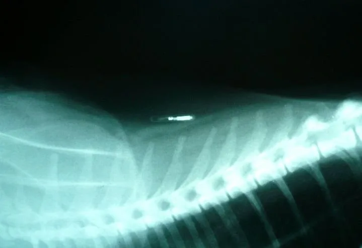 Radiographie montrant la puce électronique implantée chez un cha