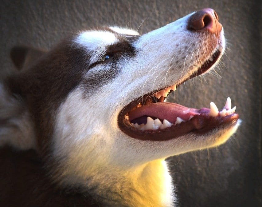 denture-chien-carnivore-sante-dentaire.jpg